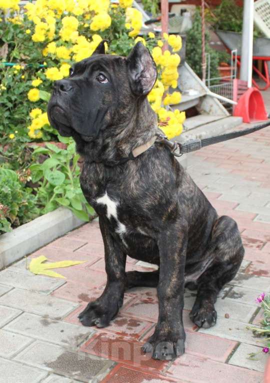 Собаки в Армавире:   мальчик кане корсо Мальчик, 40 000 руб. - фото 4