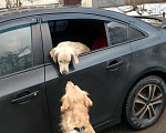 Собаки в Санкт-Петербурге: Золотистый ретривер ( голден ) вязка, окрас GOLD Мальчик, 50 руб. - фото 3