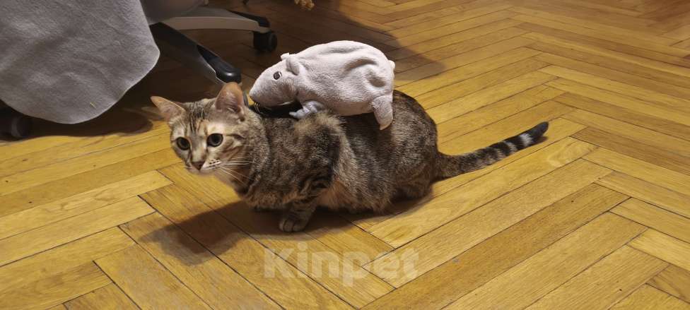 Кошки в Санкт-Петербурге: Кошка Юки, отдаю в добрые руки Девочка, Бесплатно - фото 5