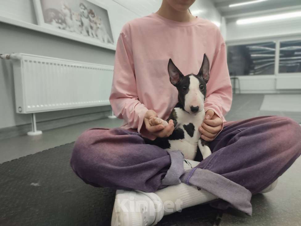 Собаки в Сургуте: Он готов подарить вам своё сердце!  Мальчик, 100 000 руб. - фото 1