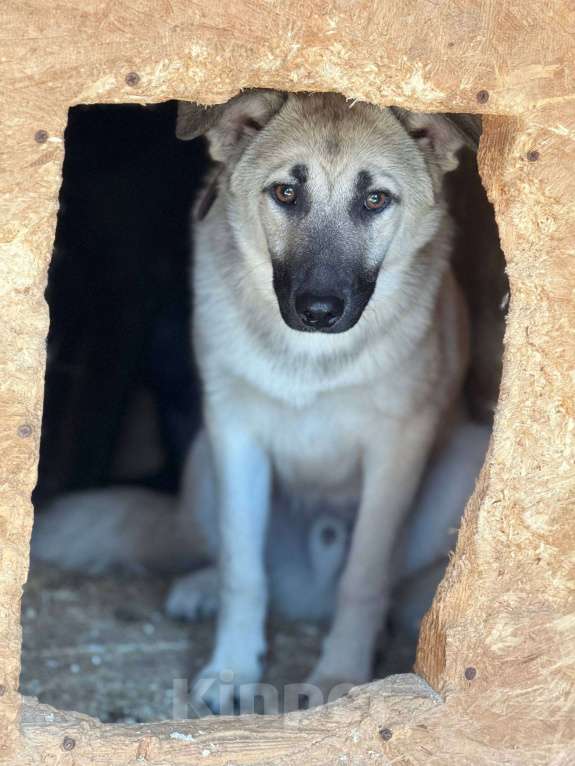 Собаки в Москве: Щенок Норд Мальчик, Бесплатно - фото 6