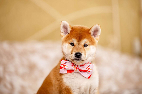 Щенок сиба ину