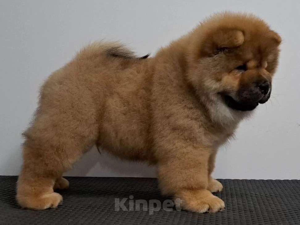 Собаки в Екатеринбурге: Щенок чау чау мальчик  Мальчик, Бесплатно - фото 1