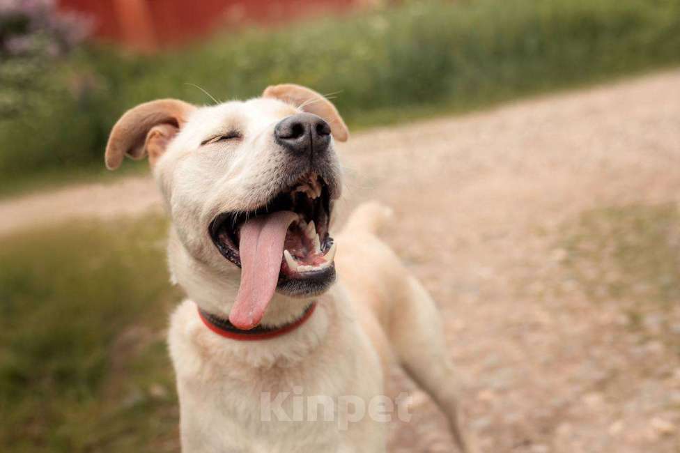 Собаки в других городах Московской области: Снежка так ждет семью! Девочка, Бесплатно - фото 7
