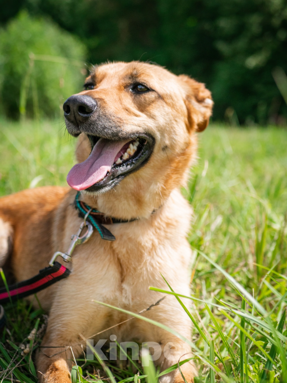 Собаки в Москве: Добрая и ласковая Асти Девочка, Бесплатно - фото 4