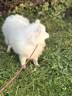 Энри Петто Из Воронцовского Дворца 