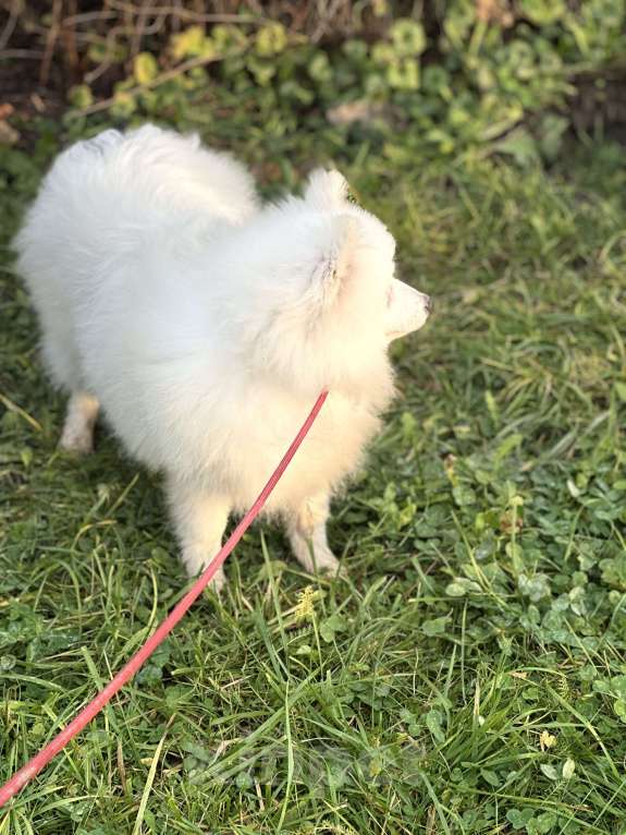 Собаки в Москве: Энри Петто Из Воронцовского Дворца  Мальчик, 50 000 руб. - фото 1