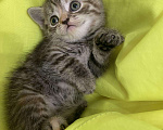 Кошки в Усинске: Черепаховая кошка страйт, 2 500 руб. - фото 1