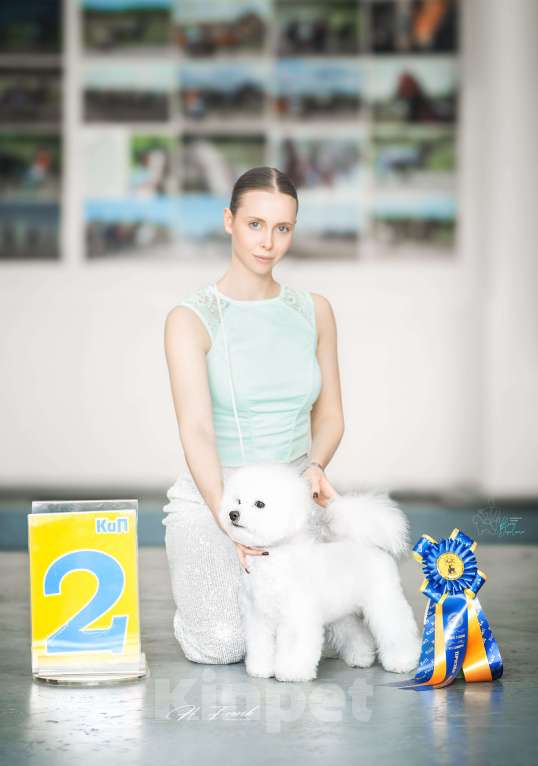 Собаки в Новосибирске: Бишон фризе вязка Мальчик, Бесплатно - фото 5