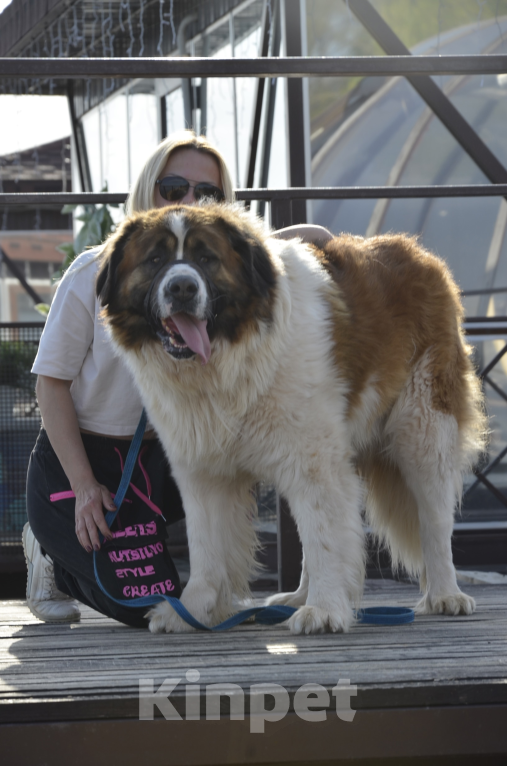 Собаки в Воронеже: Щенки Московской сторожевой Разнополые, Бесплатно - фото 3