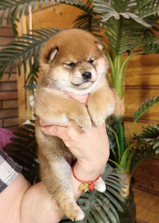 Собаки в Москве: Сиба ину. Девочка. Девочка, 70 000 руб. - фото 2