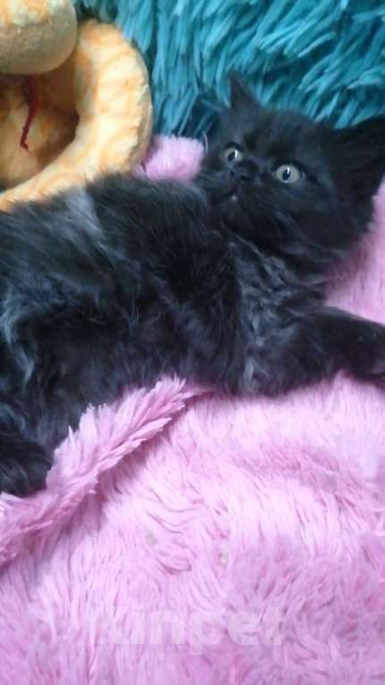 Кошки в Москве: Шотландские котята хайленд  Девочка, 8 000 руб. - фото 5