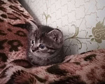 Кошки в Егорьевске: Замечательному котенку-котику очень нужен дом Мальчик, Бесплатно - фото 6