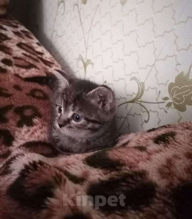 Кошки в Егорьевске: Замечательному котенку-котику очень нужен дом Мальчик, Бесплатно - фото 6