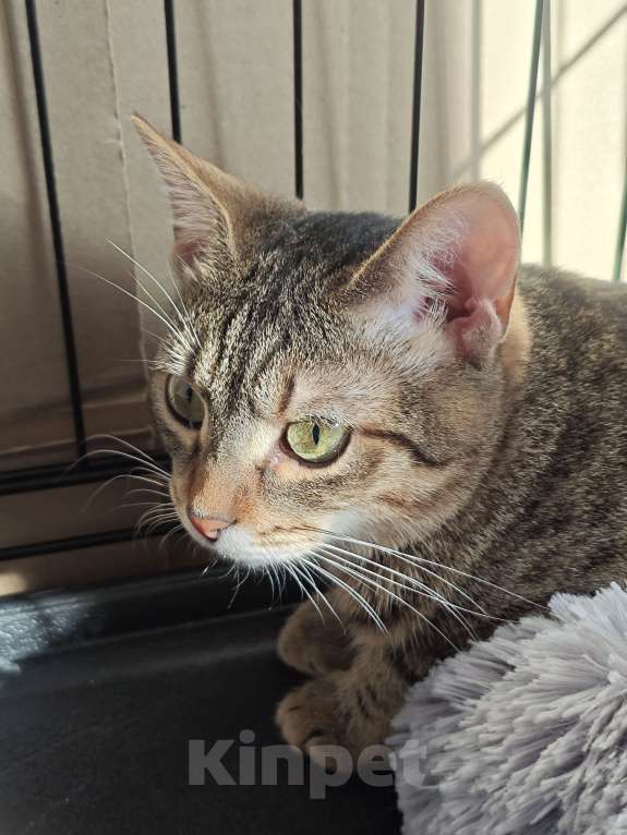 Кошки в Москве: Котенок в добрые руки! Девочка, Бесплатно - фото 4