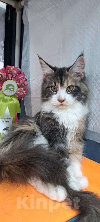 Кошки в Москве: Маленькие рыси Девочка, 90 000 руб. - фото 6