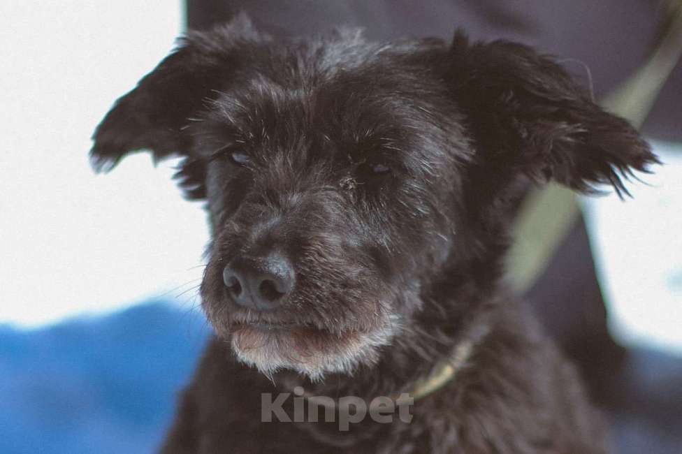 Собаки в Москве: Шанти, дружелюбная лохматая собачка в дар Девочка, Бесплатно - фото 3