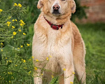 Собаки в других городах Владимирской области: Добрая и красивая собачка в добрые руки Девочка, Бесплатно - фото 4