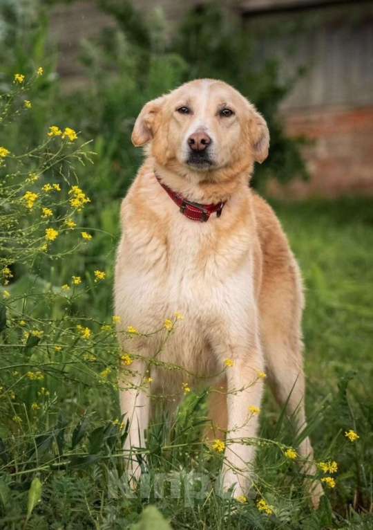 Собаки в других городах Владимирской области: Добрая и красивая собачка в добрые руки Девочка, Бесплатно - фото 4