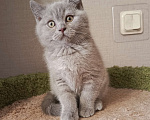 Кошки в Санкт-Петербурге: Британский лиловый котёнок Девочка, 20 000 руб. - фото 2