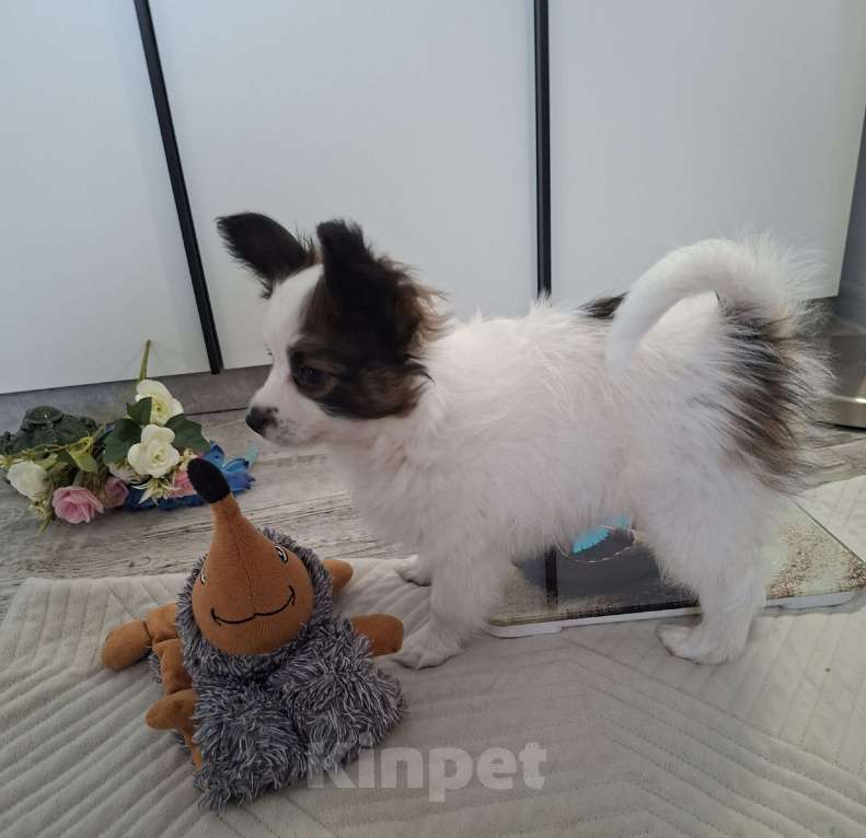 Собаки в Оренбурге: щенки папийона Мальчик, 65 000 руб. - фото 2