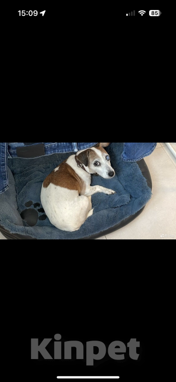 Собаки в Москве: Отдам в добрые руки джек-рассел-терьера, взрослая собака,девочка  Девочка, Бесплатно - фото 3