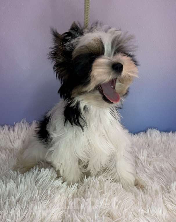 Собаки в Москве: Очаровательный малыш Мальчик, 70 000 руб. - фото 3