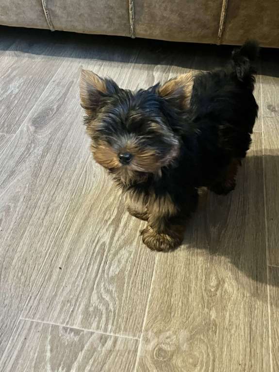 Собаки в Санкт-Петербурге: Йорк Мальчик стандарт  Мальчик, 40 000 руб. - фото 6