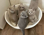 Кошки в Казани: Котята породы Британская короткошерстная кошка Мальчик, Бесплатно - фото 1