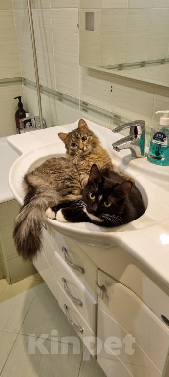 Кошки в Москве: Том и Джерри  Мальчик, 7 руб. - фото 2