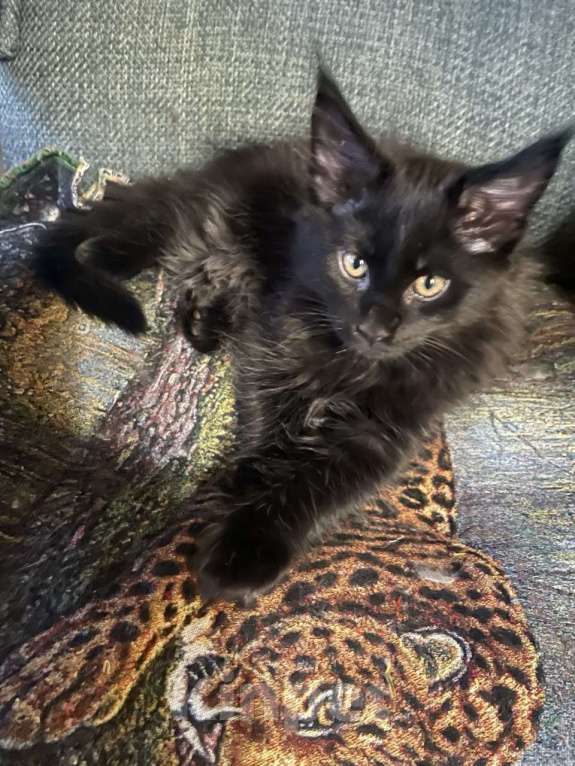 Кошки в других городах Приморского края: Шикарные котята Мальчик, 20 000 руб. - фото 4