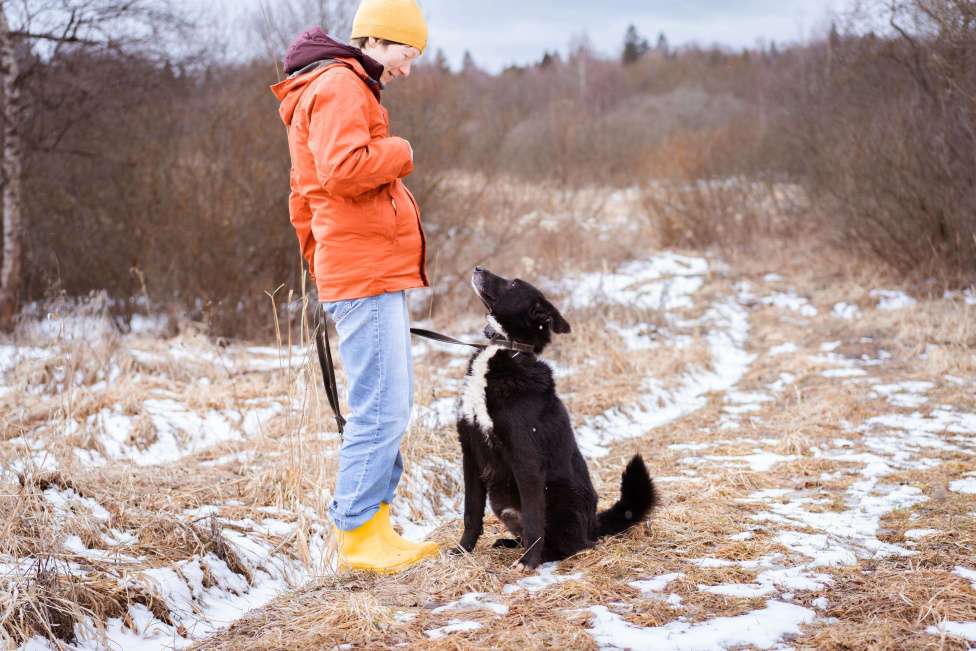 Собаки в Москве: Метис овчарки и лайки Мальчик, Бесплатно - фото 8