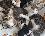 Кошки в Москве: Малышка Соня Девочка, Бесплатно - фото 5