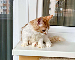 Кошки в Москве: Пушистое чудо, котенок по имени Сахарок в дар Мальчик, Бесплатно - фото 4