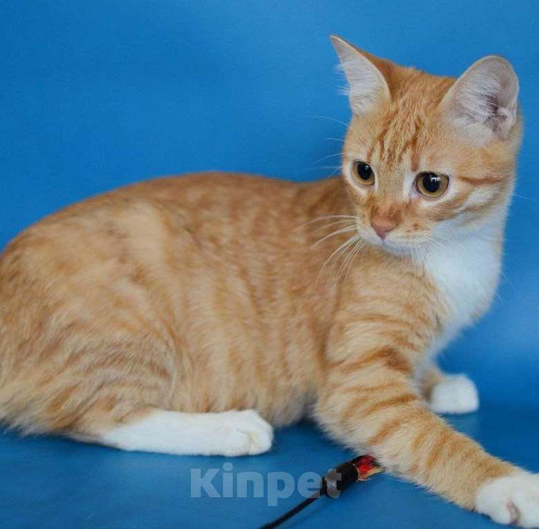 Кошки в Москве: Оранжевое солнышко Марсик в дар Мальчик, Бесплатно - фото 4