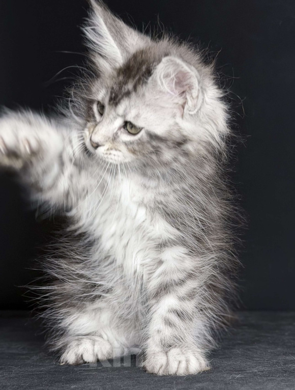 Кошки в других городах Московской области: Любознательная красотка Девочка, 30 000 руб. - фото 5