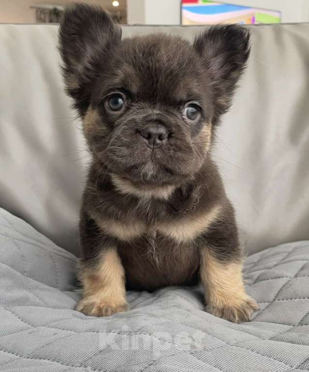 Собаки в Санкт-Петербурге: Длинношерстный фр. Бульдог Мальчик, 60 000 руб. - фото 2