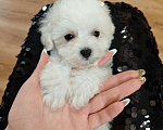 Собаки в Москве: Бишон фризе девочка Девочка, 70 000 руб. - фото 4