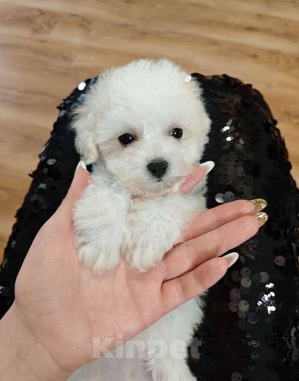 Собаки в Москве: Бишон фризе девочка Девочка, 70 000 руб. - фото 4