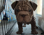 Собаки в Красногорске: Щенок французского бульдога бигропп Мальчик, 280 000 руб. - фото 5