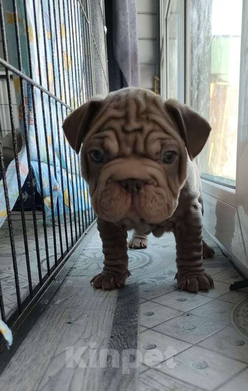 Собаки в Красногорске: Щенок французского бульдога бигропп Мальчик, 280 000 руб. - фото 5