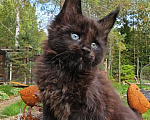 Кошки в Выборге: Черный котенок мейн-кун Мальчик, 80 000 руб. - фото 8