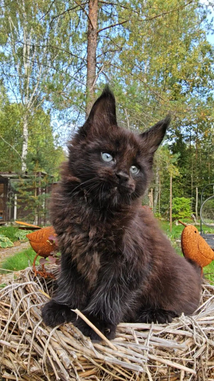 Кошки в Выборге: Черный котенок мейн-кун Мальчик, 80 000 руб. - фото 8