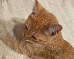Кошки в Казани: Котенок в добрые руки Девочка, Бесплатно - фото 2