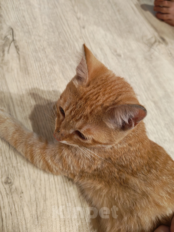 Кошки в Казани: Котенок в добрые руки Девочка, Бесплатно - фото 2