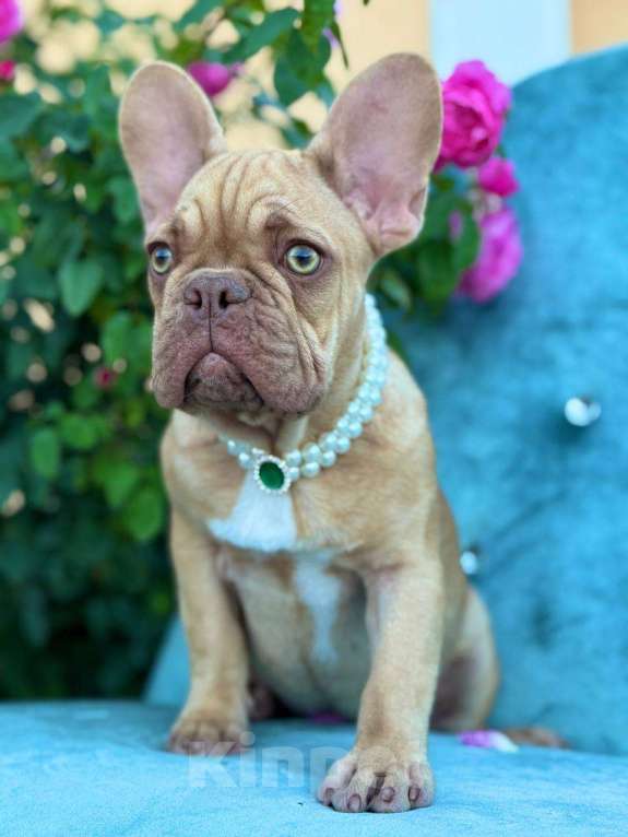 Собаки в Москве: Французский бульдог  Мальчик, 50 000 руб. - фото 4
