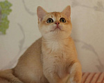 Кошки в Пятигорске: Шиншилла Девочка, 10 000 руб. - фото 1