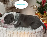 Собаки в Липецке: Голубые щенки амстафф Мальчик, 80 000 руб. - фото 6
