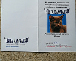 Кошки в Петропавловске-Камчатском: Отдам в добрые руки Девочка, Бесплатно - фото 1