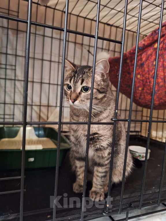 Собаки в Москве: Ласковая, игривая кошка Пикси ищет дом Девочка, Бесплатно - фото 1